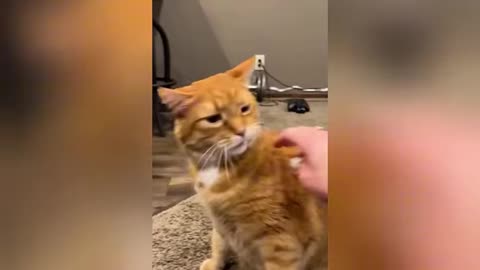 meet chonk the sassiest cat ever