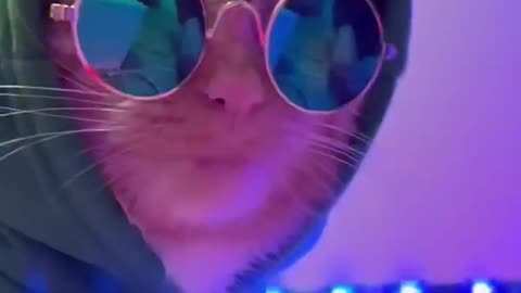 Cat Club! 😎