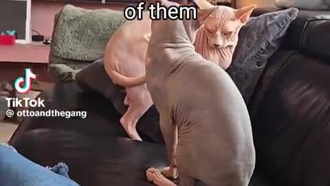 😂🤯 You Won't Believe These Epic Cat Saves! Meatslaps Prevention | FunFM