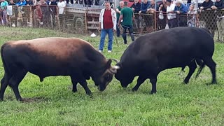 Panter Izudina Ahmetovića vs Jelenko Demirovića Srebrenik 2023