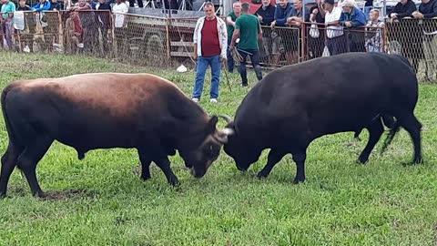 Panter Izudina Ahmetovića vs Jelenko Demirovića Srebrenik 2023