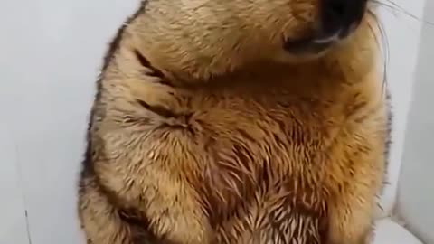 🤣🛁 Marmot’s Spa Day Like You’ve Never Seen! | FunFM