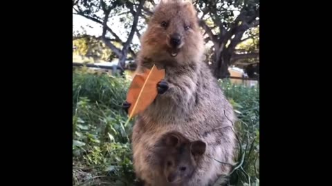 The Best Of Funny & Cute Pet Videos in 2025