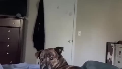 Dogs with attitude 🤣😉