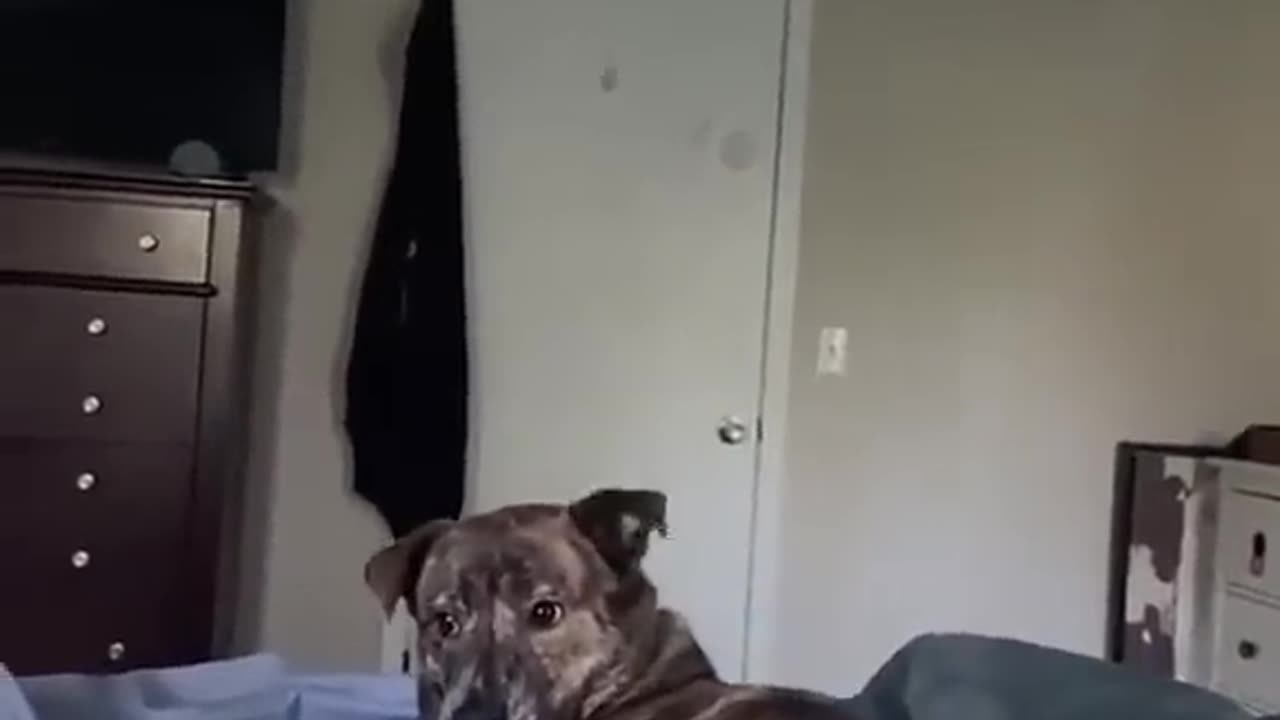 Dogs with attitude 🤣😉