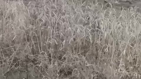 Ukraine war combat/related footage 1/5/26