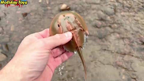 Found Black Shrimp Stranded on the Riverbank