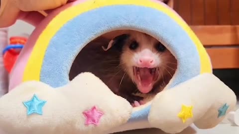 Opossum Has a Beat the Band Type of Attitude