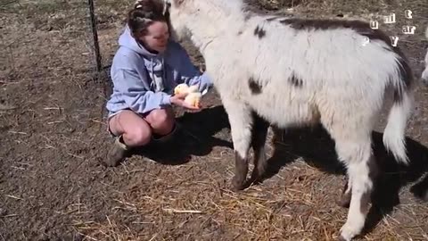 funny animals 2