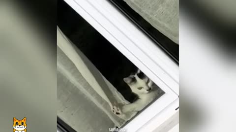 this is why life with cats is never boring