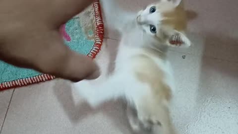 🐱🔮 Using the Force on My Brother's Kitten! | FunFM