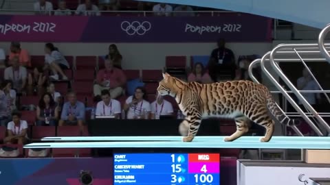 Which Cat Wins Gold? | Animal Olympics