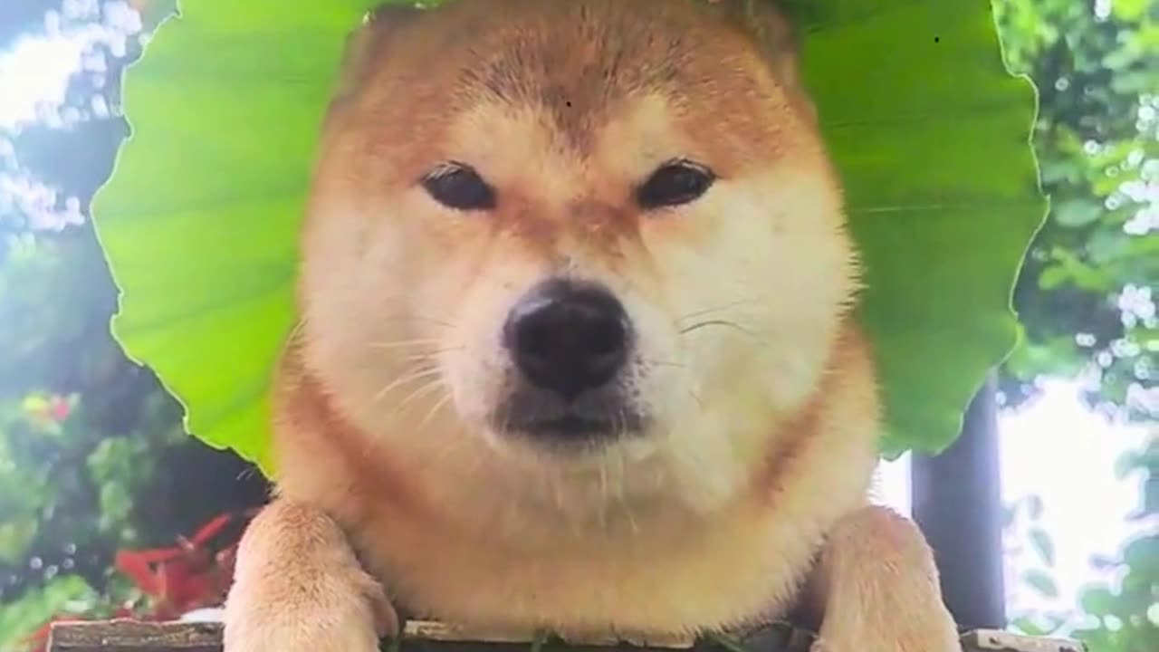 When Your Shiba Inu Decides to Wear a Giant Leaf as a Hat