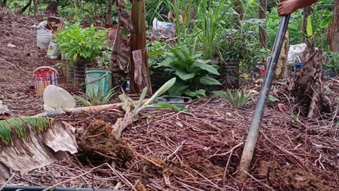 Planting