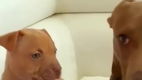 Dog dad doesn't want to pay puppy support#dog#funny#funnyanimals#funnypets#animals #pet #foryou