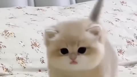 Cute baby kitten sound ❤️ #shorts