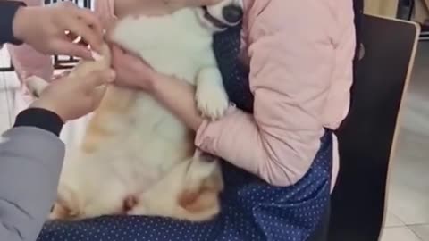 Dog's Comedy Videos 🤣 so cute videos 😍 funny videos 🤣