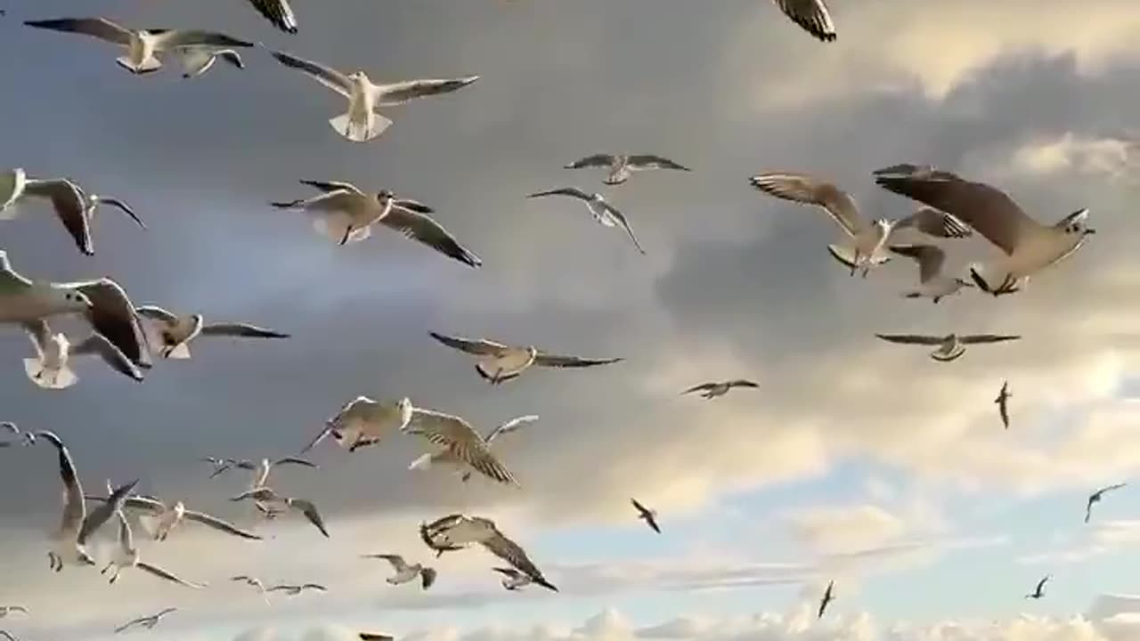 Seagulls and sea shore