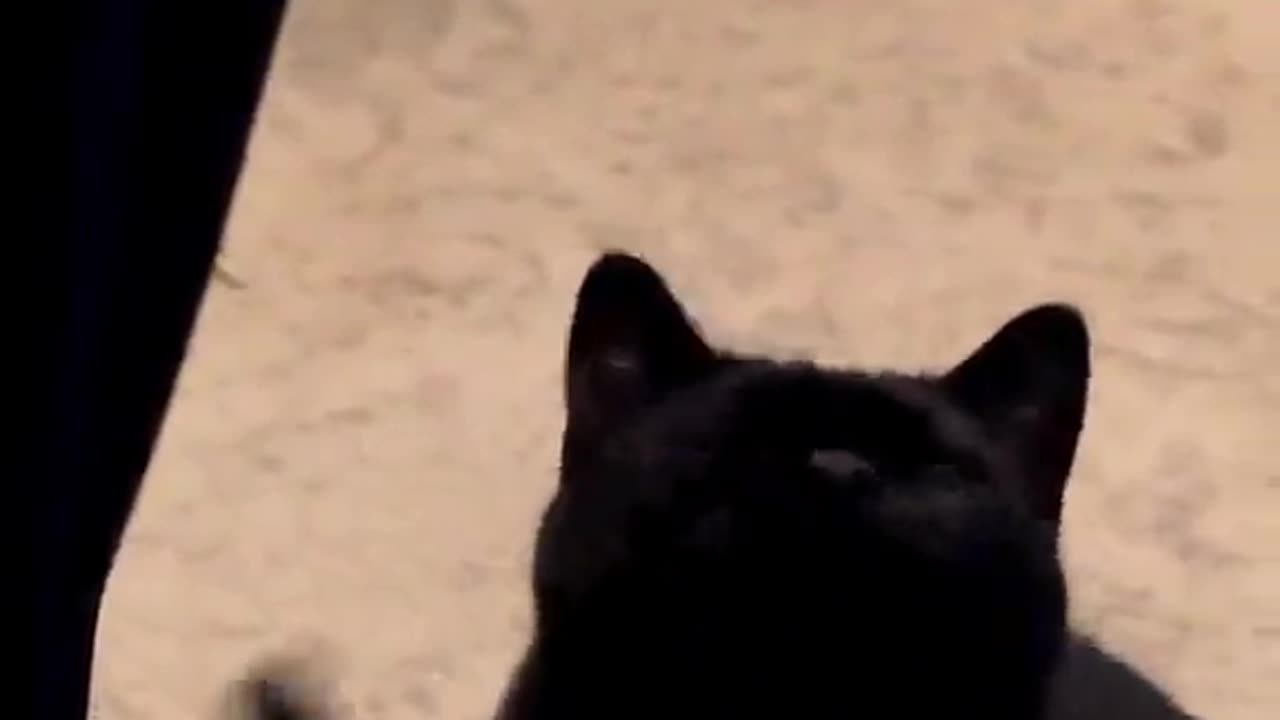 black cat video
