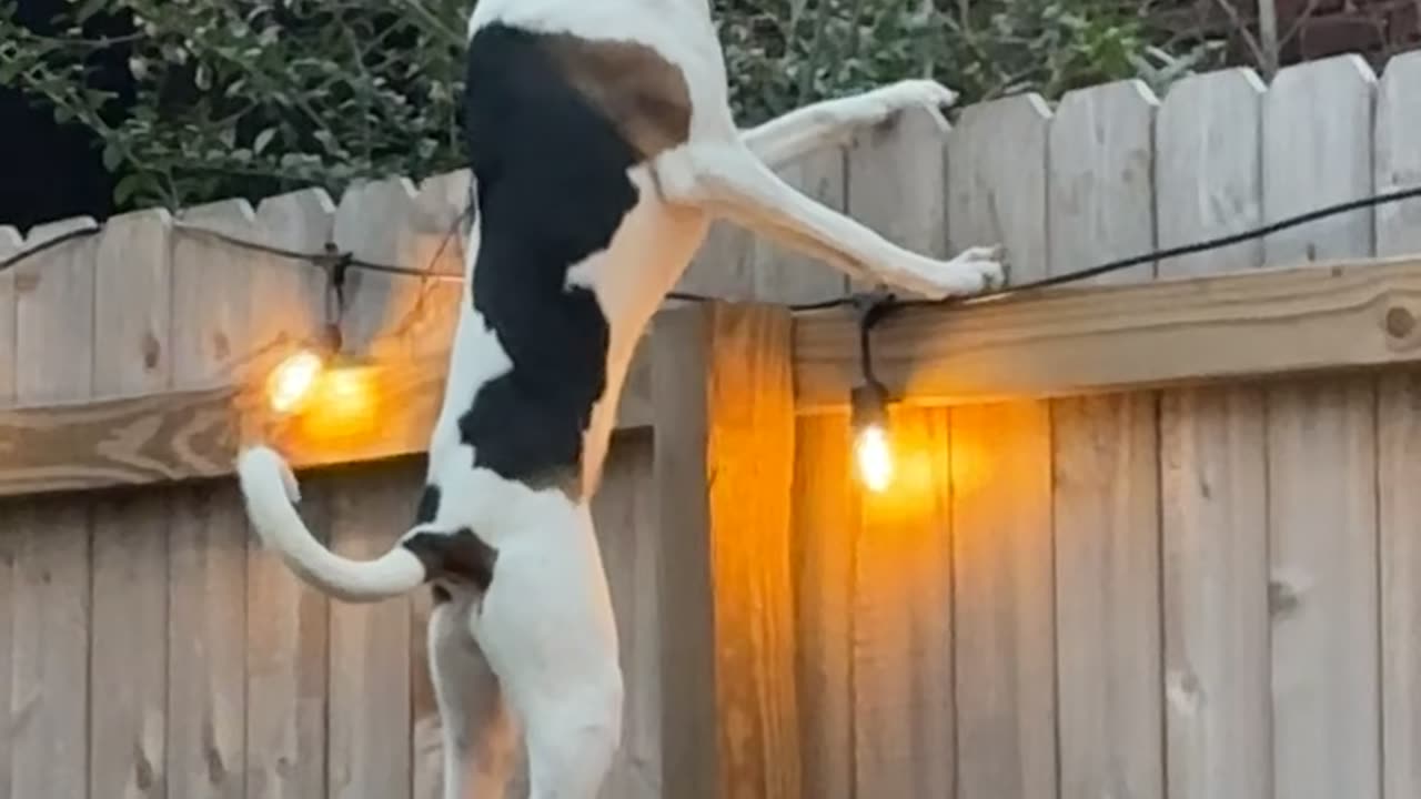 Carrot the Watch Dog