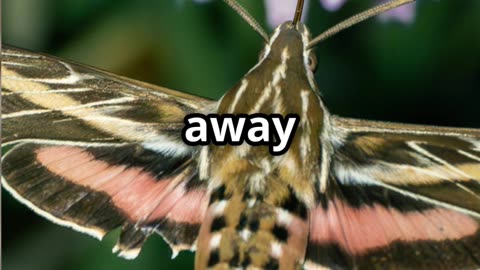 🦋🌙🌼👅Moths & Their 12 Inch Nectar Sipping Superpower! 🦋🌸👅