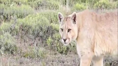 puma
