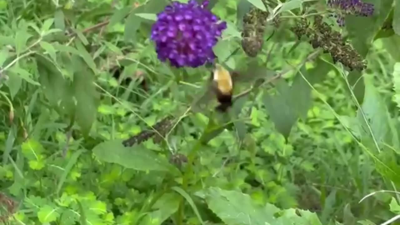 Hummingbird moth