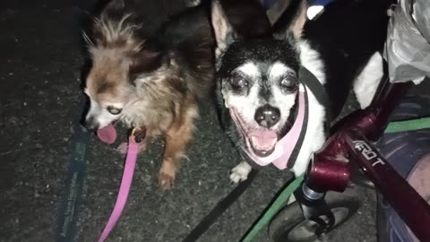 Villanova Kiko ChaCha Paco take mini break from the 'in heat' little 1 until she's fixed20250805421