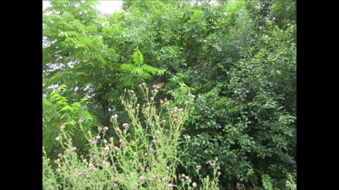 Purple Passion Everywhere Common Thistle Aug 2024