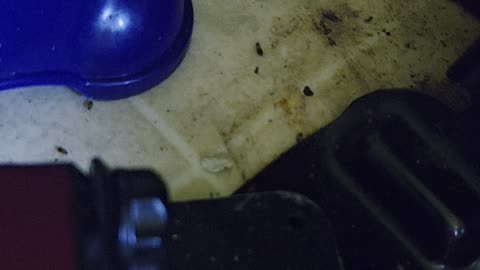 Does this roach poison work??