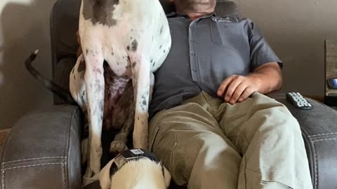 Great Dane Doesn't Fit In Occupied Recliner