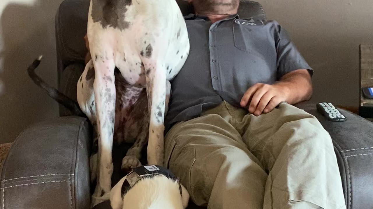 Great Dane Doesn't Fit In Occupied Recliner