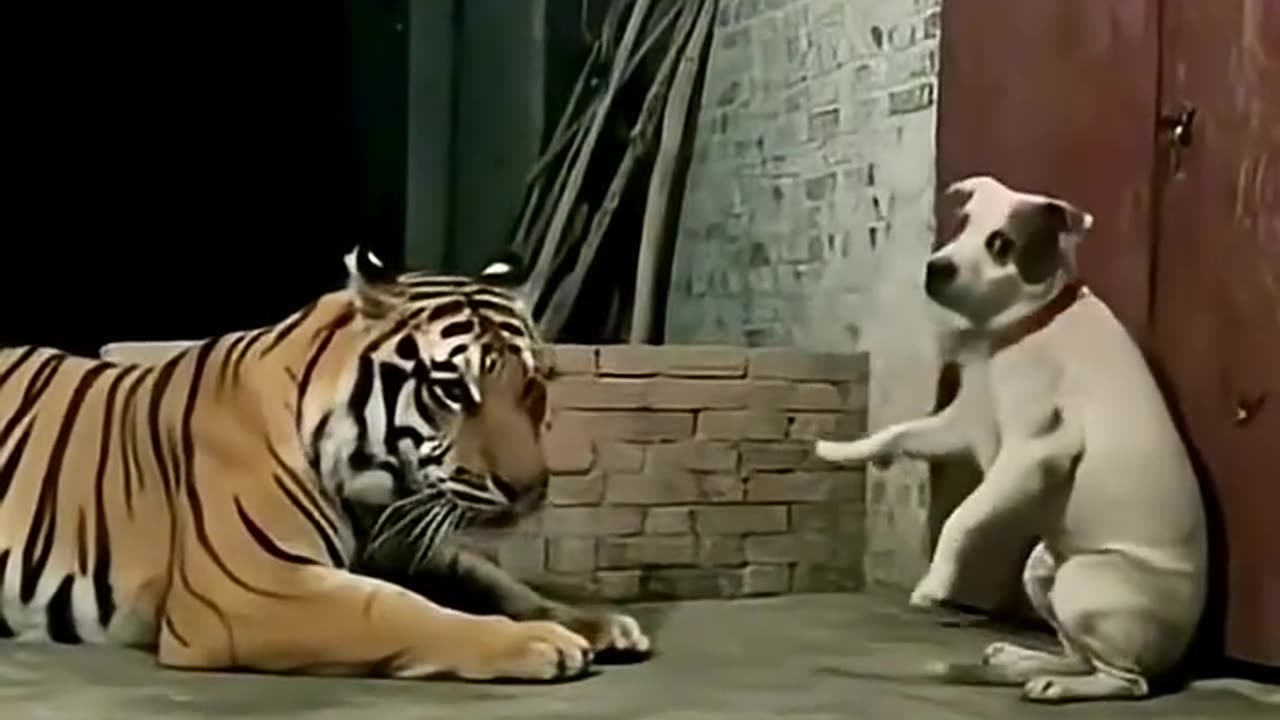 When the tiger bowed before the dog.....