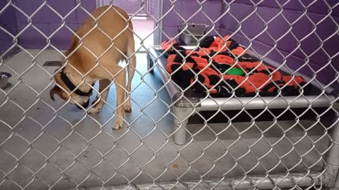 Dakota 2y Pet Id 944519 kennel 12 HSSAZ shelter _20251017_171349680