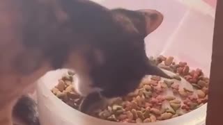 😂🐶 Lunch Ran Away! | FunFM
