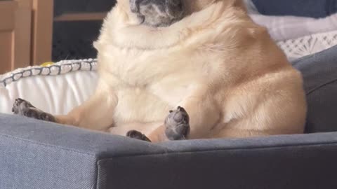 Extra-Large Pug Loaf Dents Couch Cushions