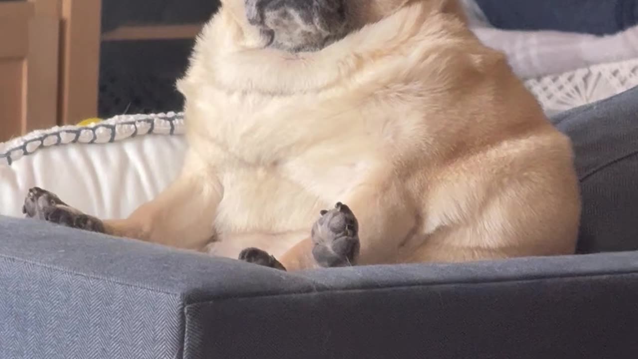 Extra-Large Pug Loaf Dents Couch Cushions