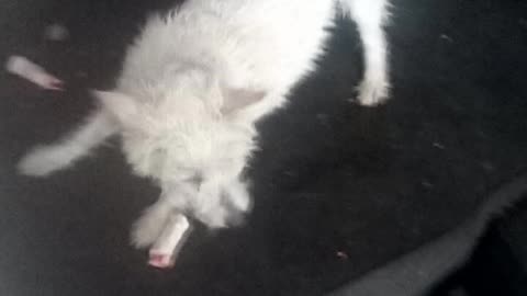 dog