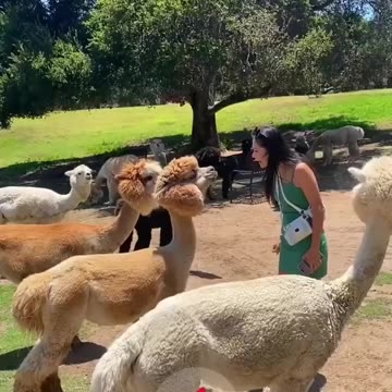 😂 Funny animal video of the day #funny #funnyvideo #laugh #memes #funnycats