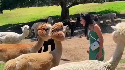 😂 Funny animal video of the day #funny #funnyvideo #laugh #memes #funnycats