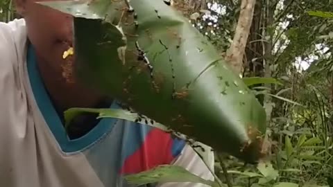 🐜🐜🐜 Ants Ants Ants - Watch Them Conquer! | FunFM