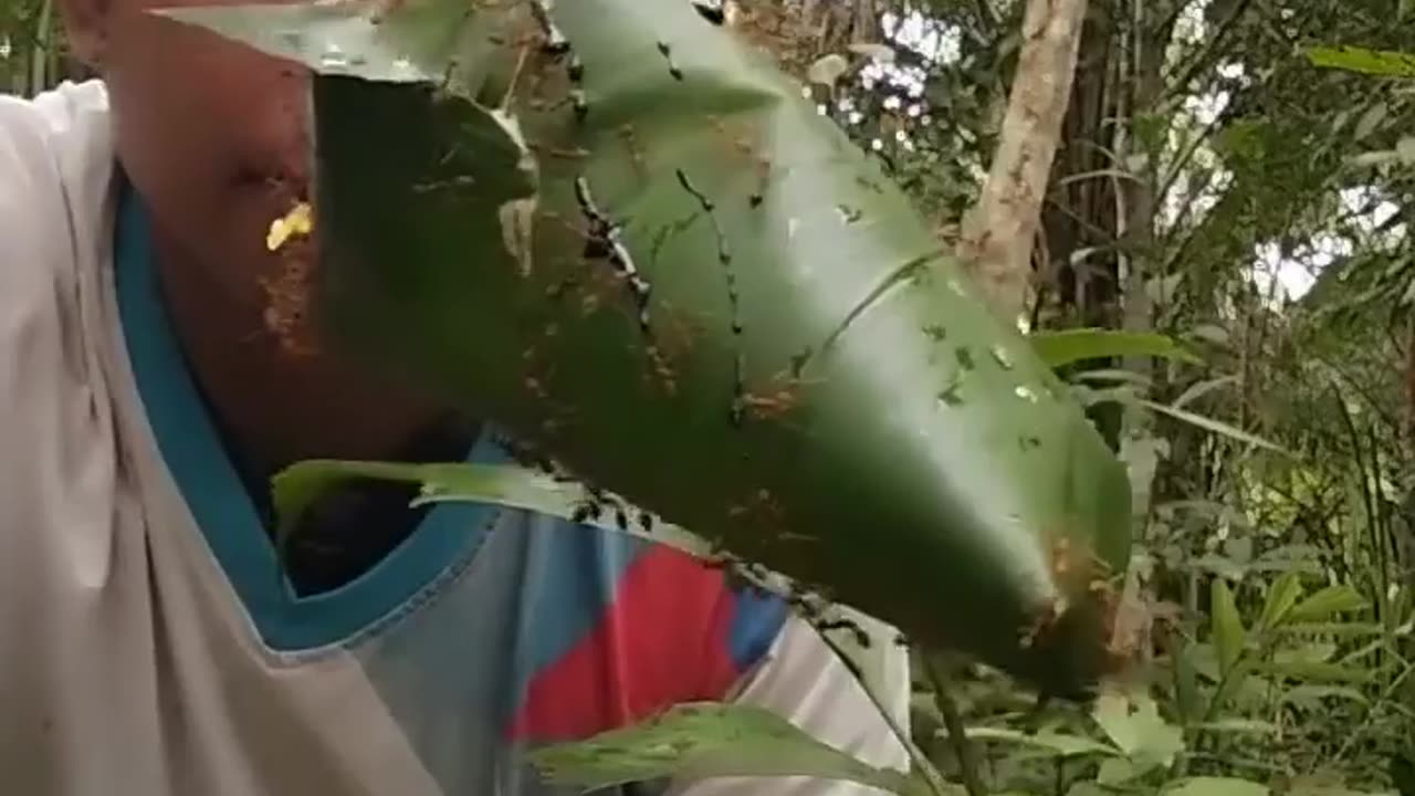 🐜🐜🐜 Ants Ants Ants - Watch Them Conquer! | FunFM