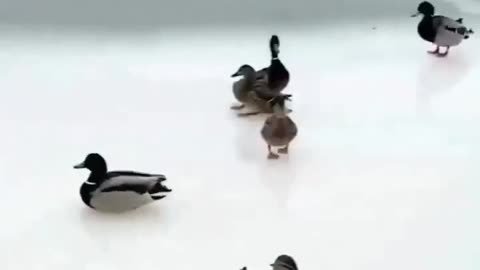 Duck curling 🦆