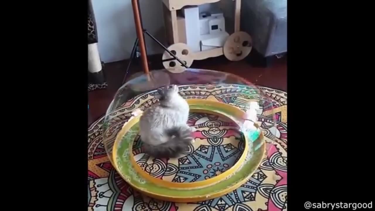 Cat corner