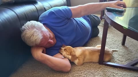 These Adorable Dogs Changed The Minds Of Dads Who Didn’t Want A Dog