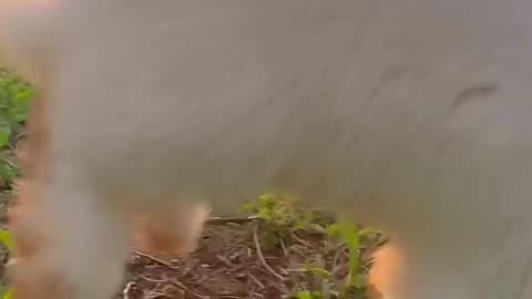 Bunny’s Epic Jump Will Make You Smile 😄