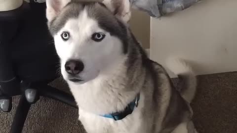 Siberian Husky speaking