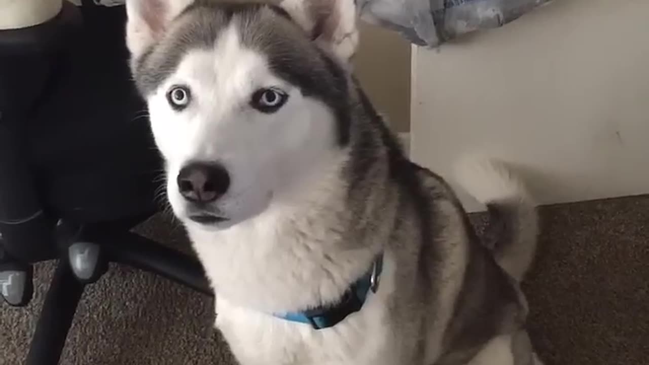 Siberian Husky speaking
