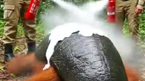 Amazing: Orangutan Rescue Story Giant Slug Removed Safely #wildlife #animalresc