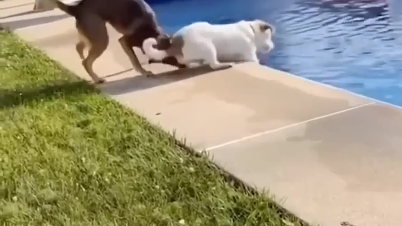 Funny animals